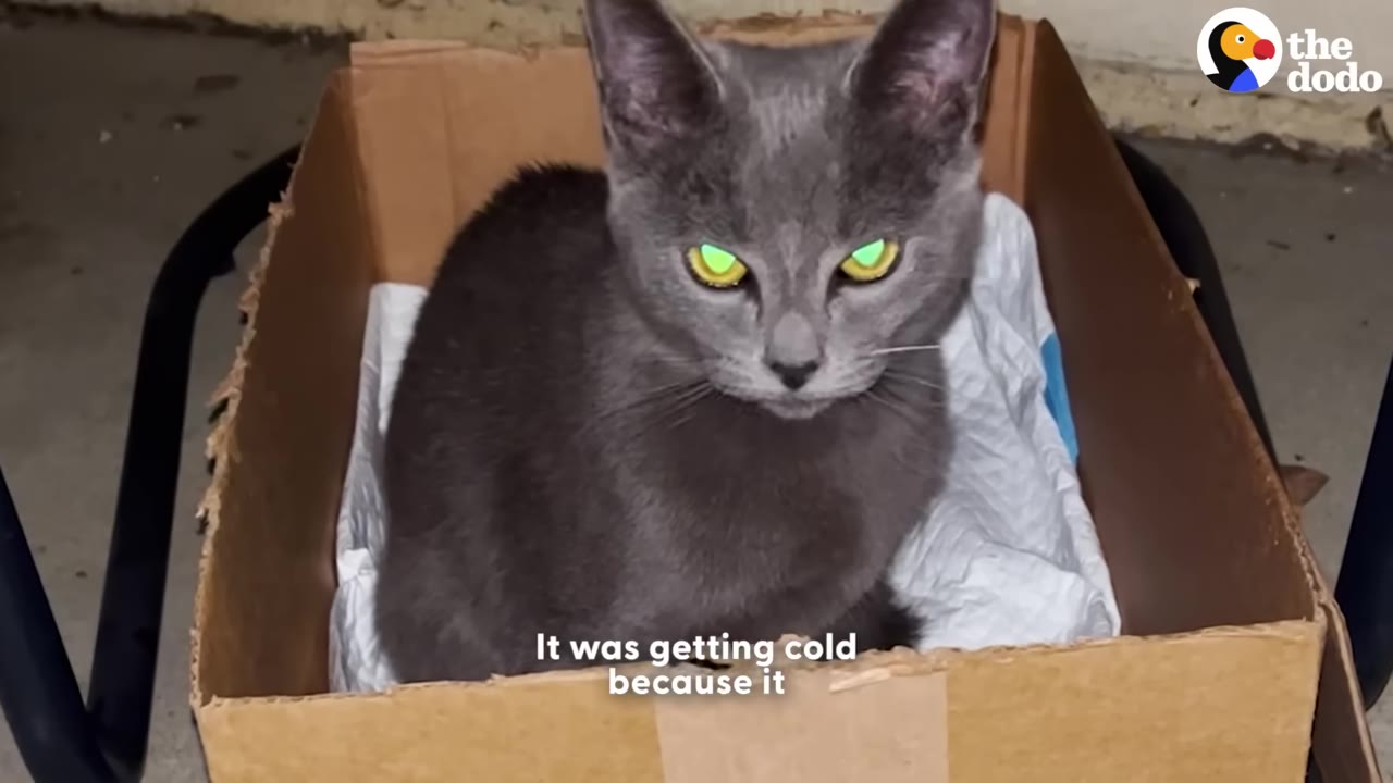 A grey cat sitting inside a cardboard box lined with a white cloth.