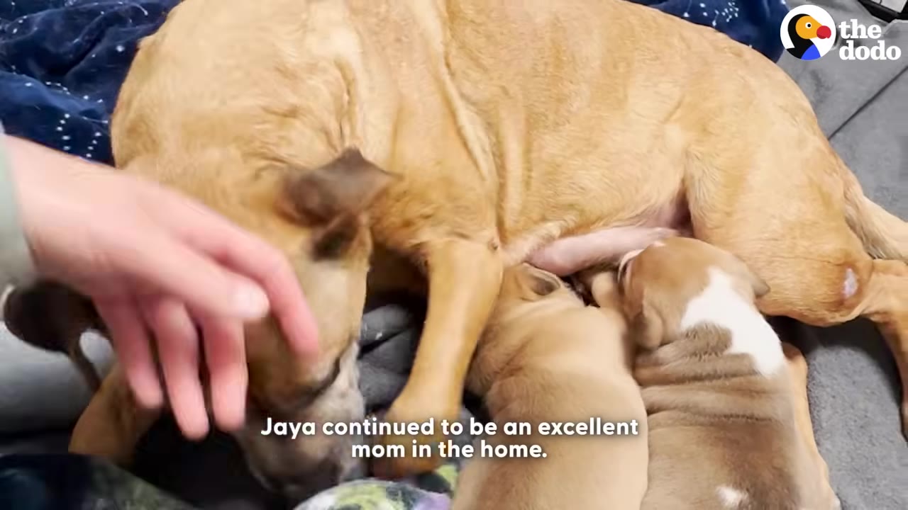 A tan dog named Jaya lies comfortably on a blanket inside a home, nursing two small puppies while a hand gently pets her head.