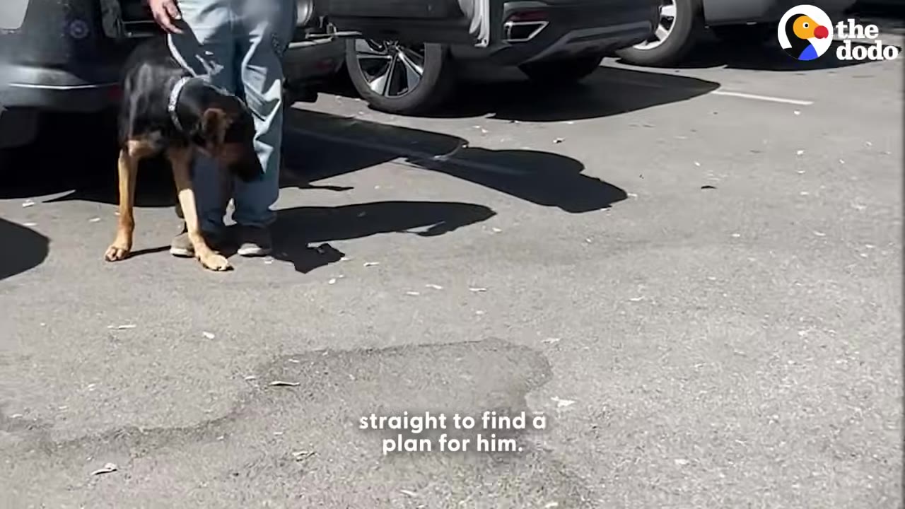 A black and tan dog on a leash stands next to a person's legs in a parking lot.