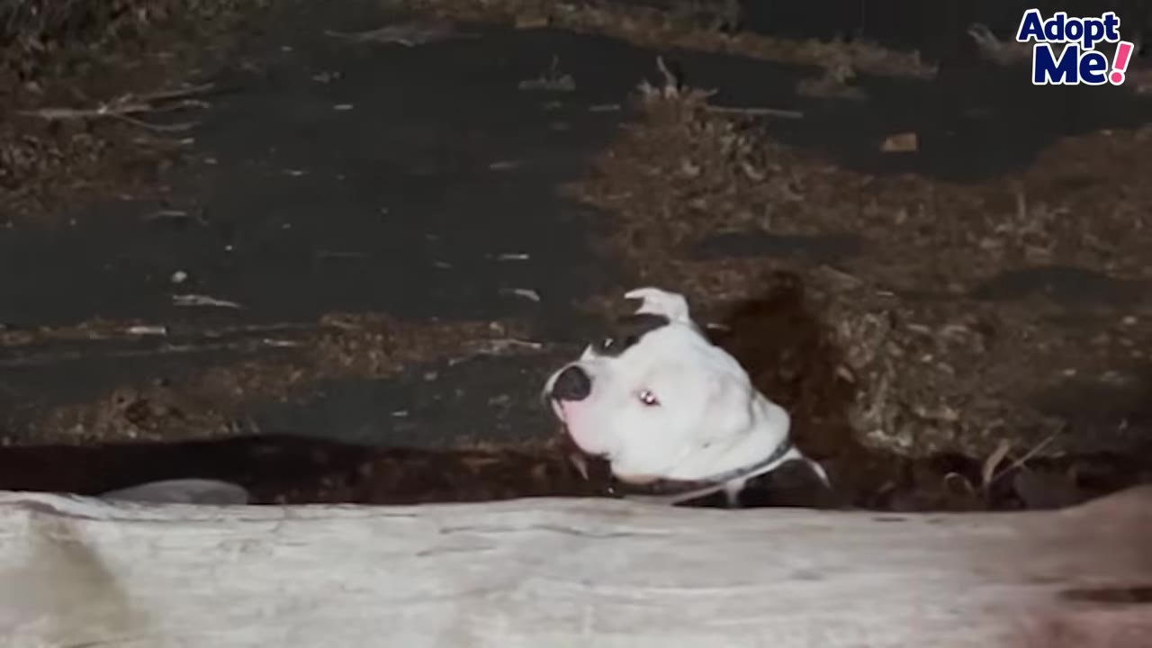 A close-up shot of a white dog with black patches looking up from behind a wooden barrier at night.