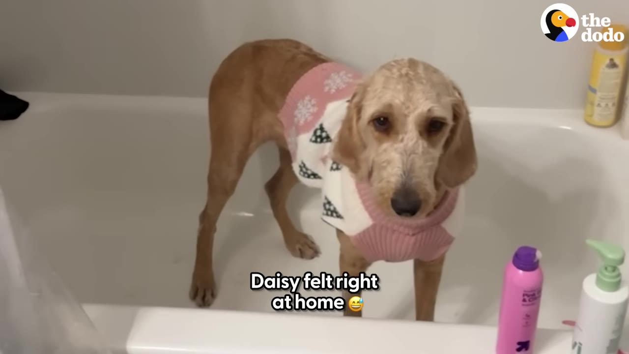 A light brown dog wearing a pink and white patterned sweater stands inside a white bathtub, looking directly at the camera.