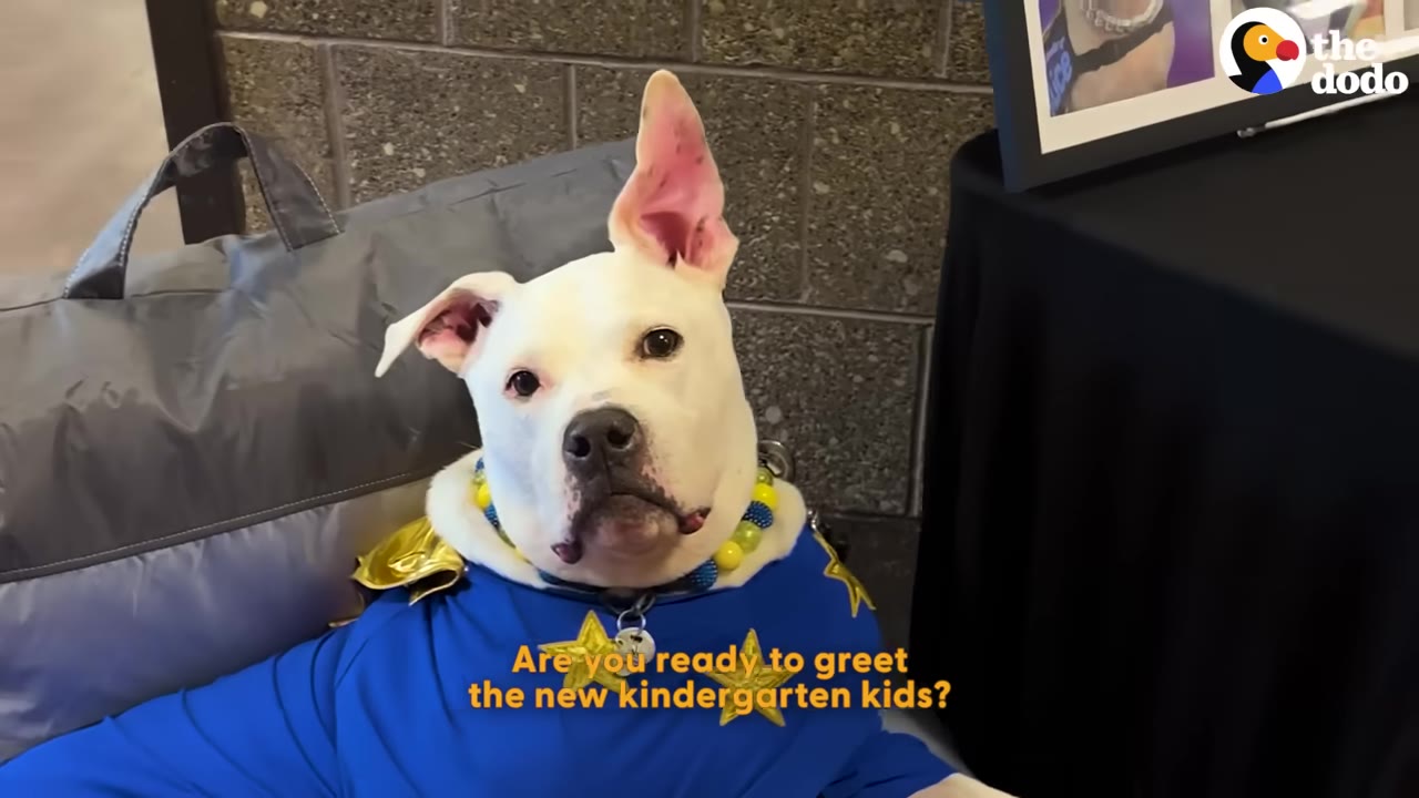 A white dog wearing a blue shirt with yellow stars and a yellow collar looks directly at the camera.