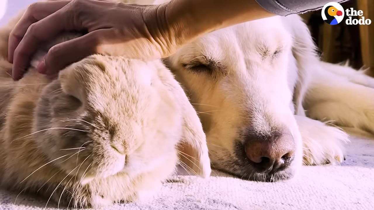 A close-up shot of a light brown lop-eared rabbit and a golden retriever sleeping peacefully side-by-side on a light-colored rug, while a hand gently pets the rabbit's head.
