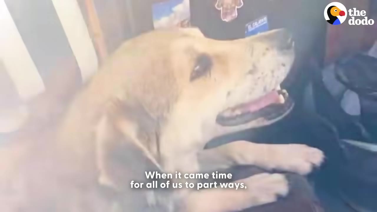 A close-up of a light brown dog looking up with its mouth slightly open, with a subtitle that reads 'When it came time for all of us to part ways,'.