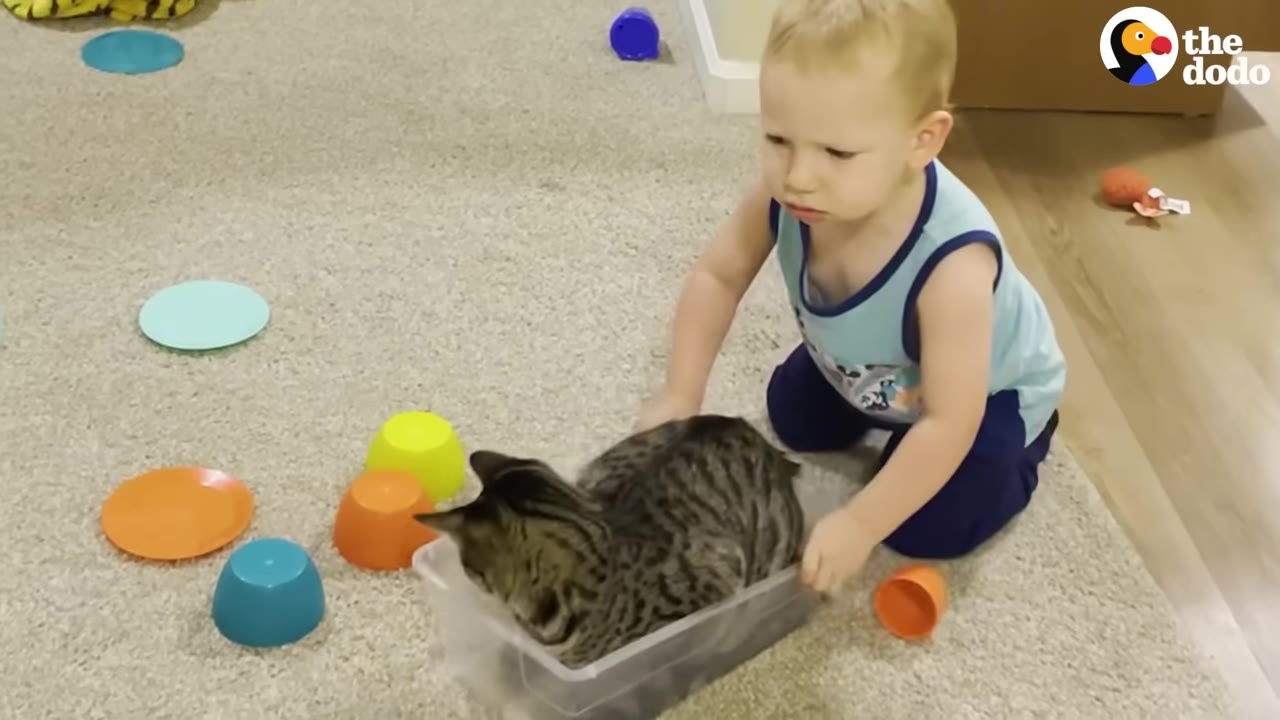 A young toddler kneeling on a carpeted floor, pushing a clear plastic container that a tabby cat is sitting inside of.