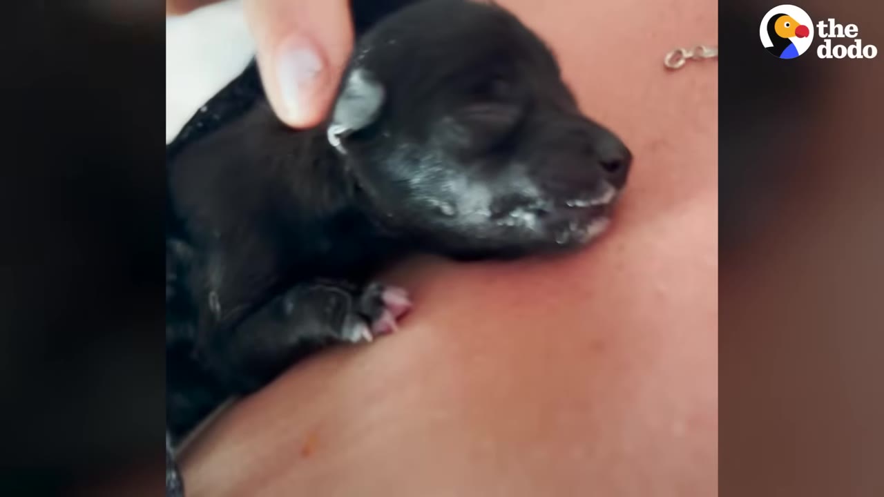 A tiny, newborn black puppy rests peacefully on a person's chest while a finger gently strokes its head.