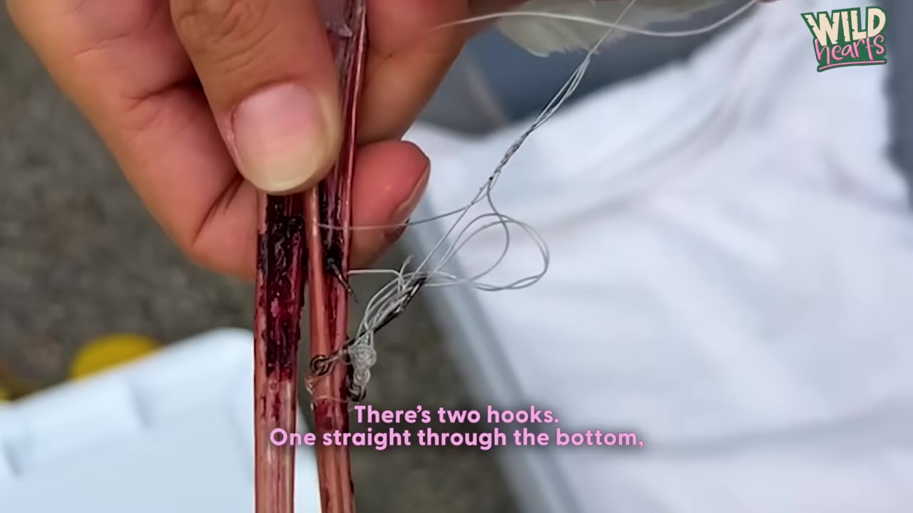A close-up of a person's hand holding a bird's thin pink legs, which are pierced by two metal fishing hooks tangled in clear fishing line.