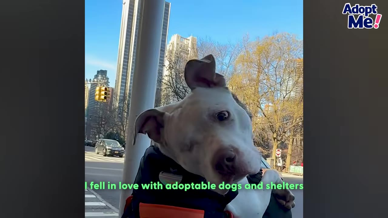 A close-up of a white and brown dog looking back over a shoulder while riding in a black backpack carrier on a city street.