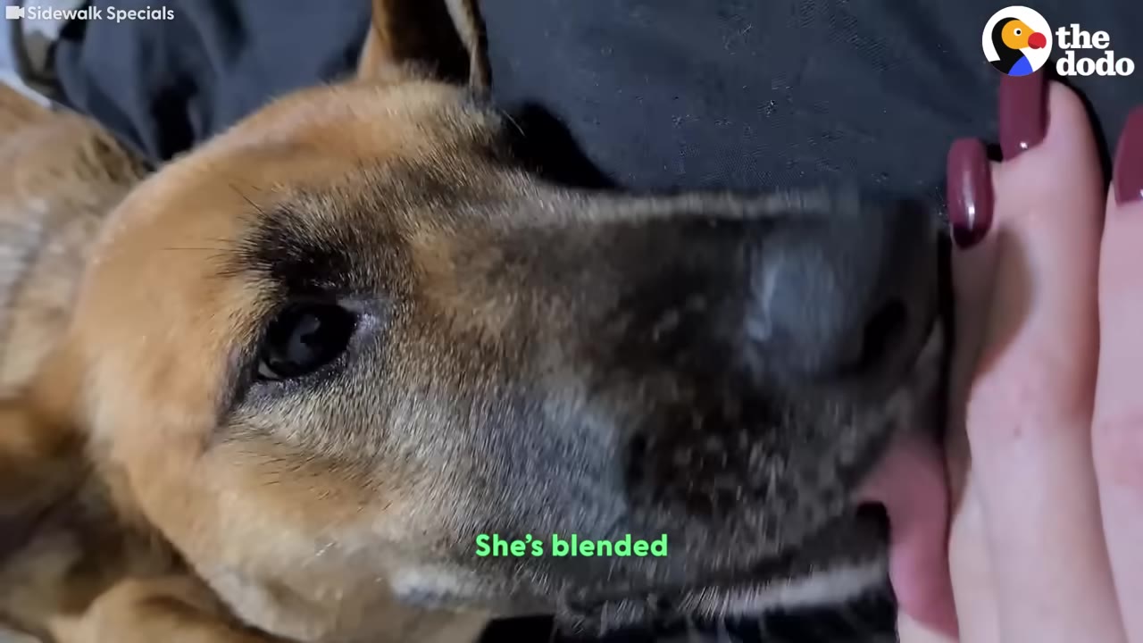 A close-up of a brown dog looking up affectionately as a hand with painted fingernails gently touches its face.