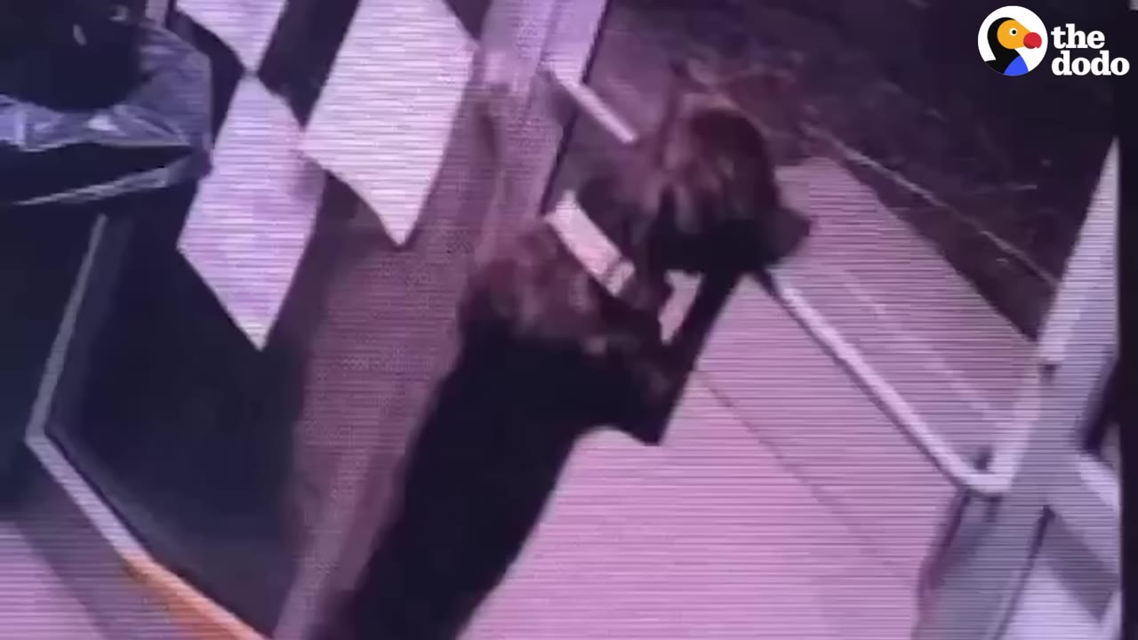 Low-resolution security camera footage of a dark-colored dog standing on its hind legs to reach a metal door handle bar.