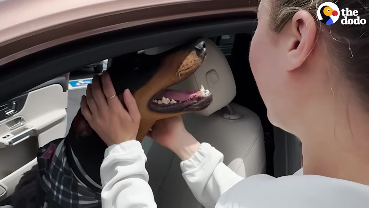 A close-up of a woman petting a black and tan Doberman sitting in the front seat of a car.
