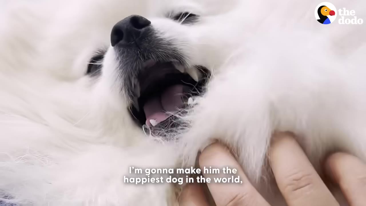 A close-up shot of a fluffy white Pomeranian dog being gently petted on the chest by a person's hand.