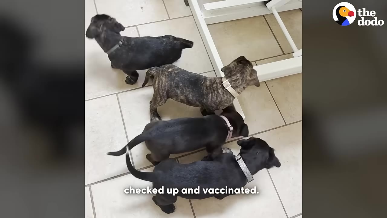 Four small puppies of different colors stand on a tiled floor, gathered around a small dish to eat.