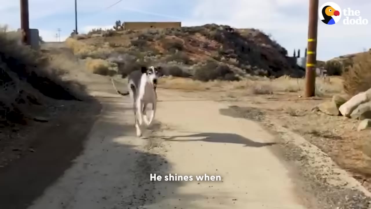 A black and white greyhound dog running happily down a dirt path in a sunny, open landscape.