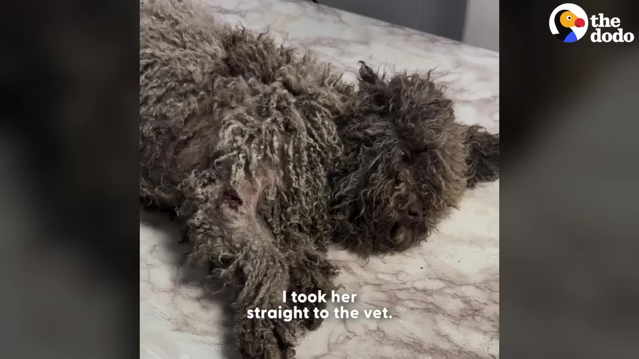 A small, heavily matted grey dog lies on a marble-patterned examination table at a veterinary clinic.