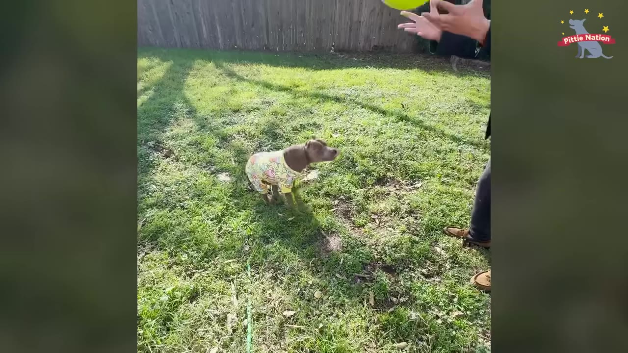 A brown pit bull wearing yellow patterned pajamas stands on a grassy lawn, looking up at a person holding a yellow disc.
