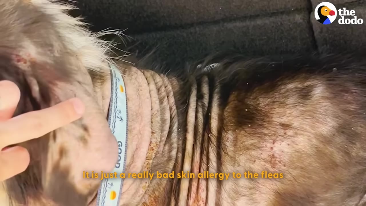 A close-up view of a dog's neck and back showing severe hair loss, wrinkled skin, and irritation, with a person's finger gently pointing to the affected area.