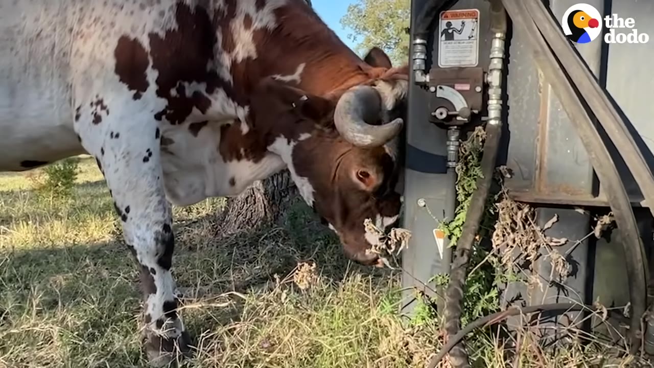 A brown and white steer rubbing its head against a piece of heavy farm machinery in a grassy field.