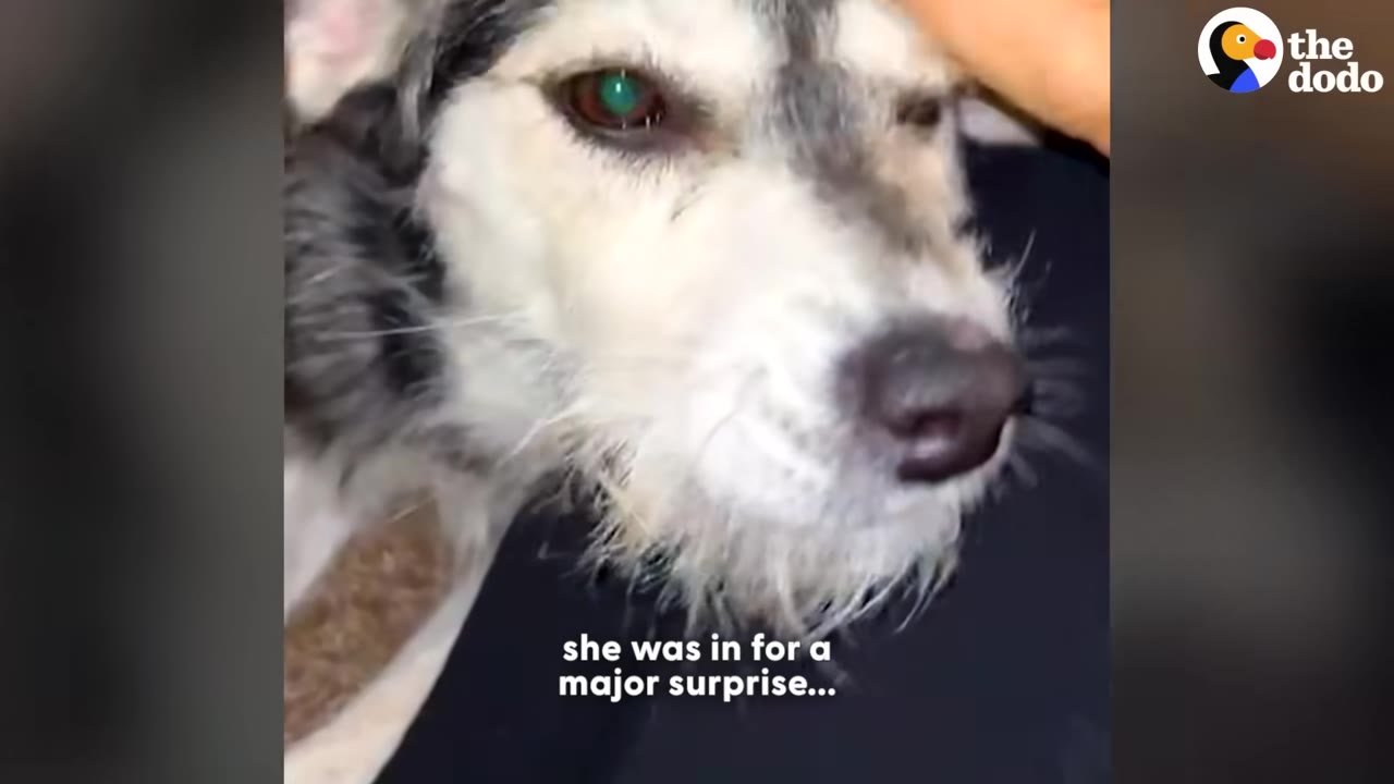A close-up shot of a fluffy grey and white dog being gently petted on the head.