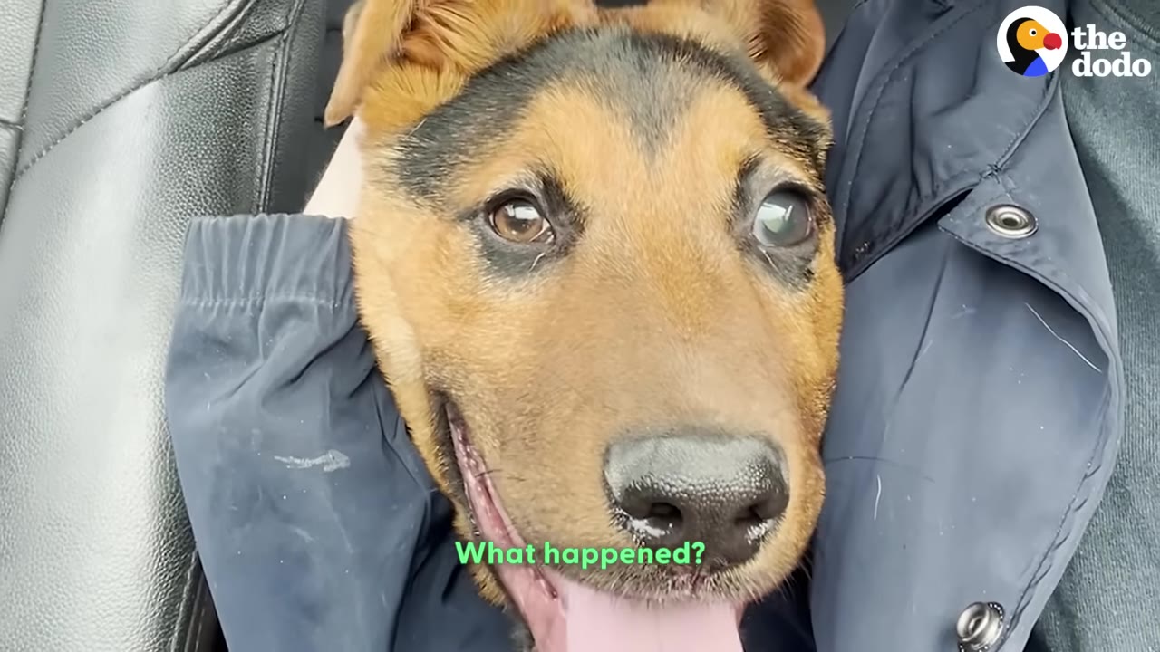 A close-up of a brown and black dog's face, showing one clear brown eye and one cloudy, opaque eye.
