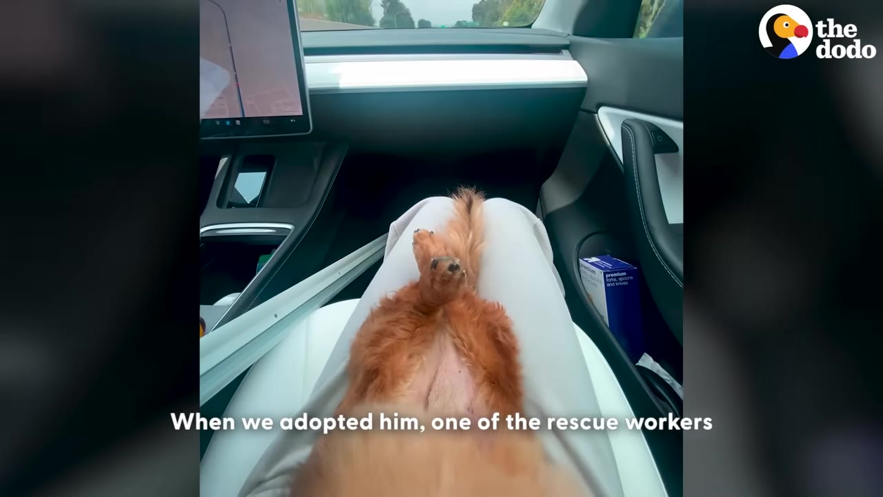 A small, long-haired brown dog lies on its back on a person's lap inside a car, with its paws up, on the day of its adoption.