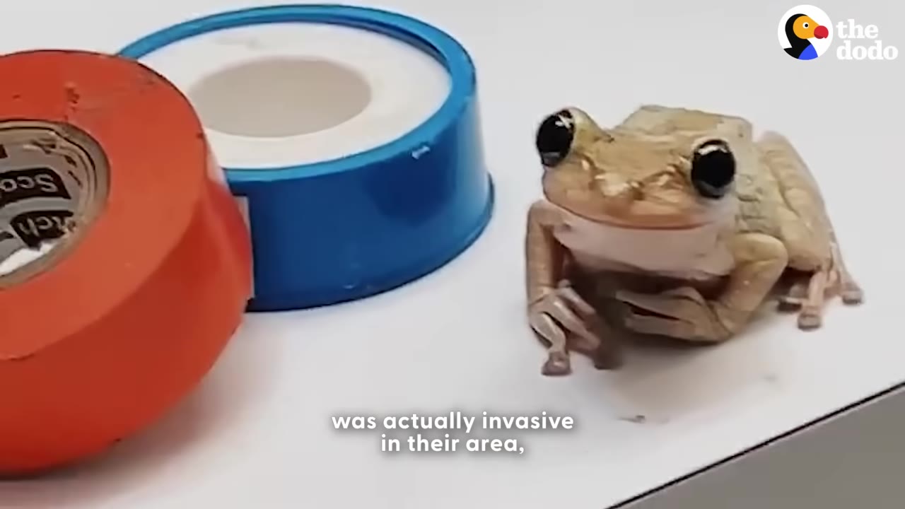 A small brown frog with large black eyes sitting on a white surface next to rolls of red and blue tape.