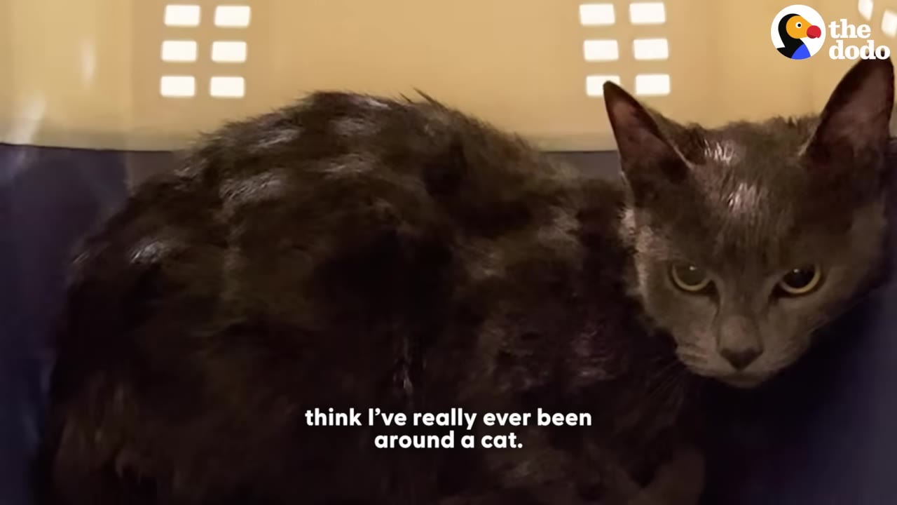 A close-up shot of a dark grey cat looking directly at the camera, with the subtitle 'think I've really ever been around a cat.' visible at the bottom.