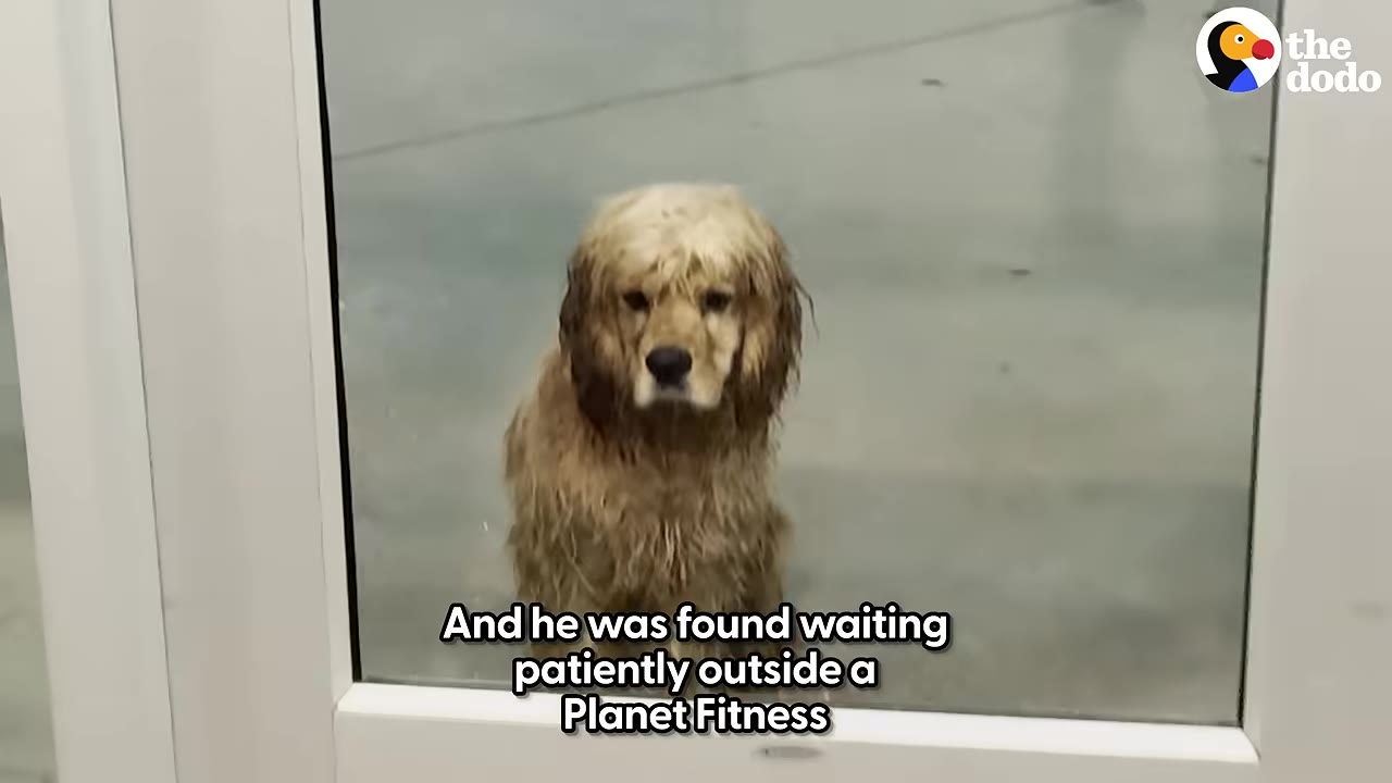 A wet, golden-colored dog with shaggy fur sits patiently outside a glass door, looking directly at the camera.