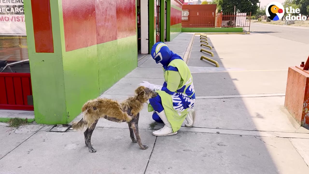 A person in a blue and green superhero costume kneels on a sidewalk to gently pet a small, severely mangy dog with patchy fur.