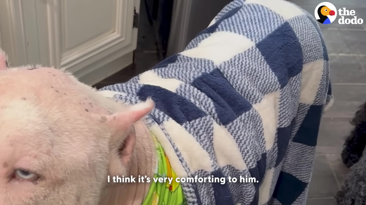 A close-up of a pink, hairless dog wearing a blue and white checkered fleece blanket around its body.
