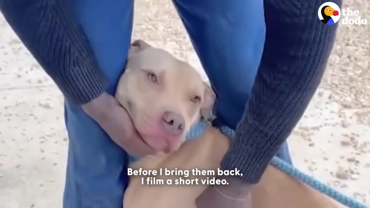 A close-up of a light brown dog looking into the camera while being held gently by a person wearing blue pants and a dark sweater.