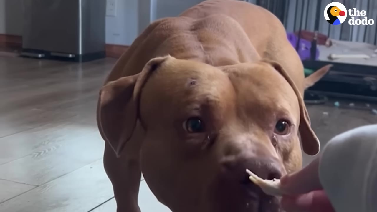 A close-up shot of a tan pit bull gently taking a piece of food from a person's hand.