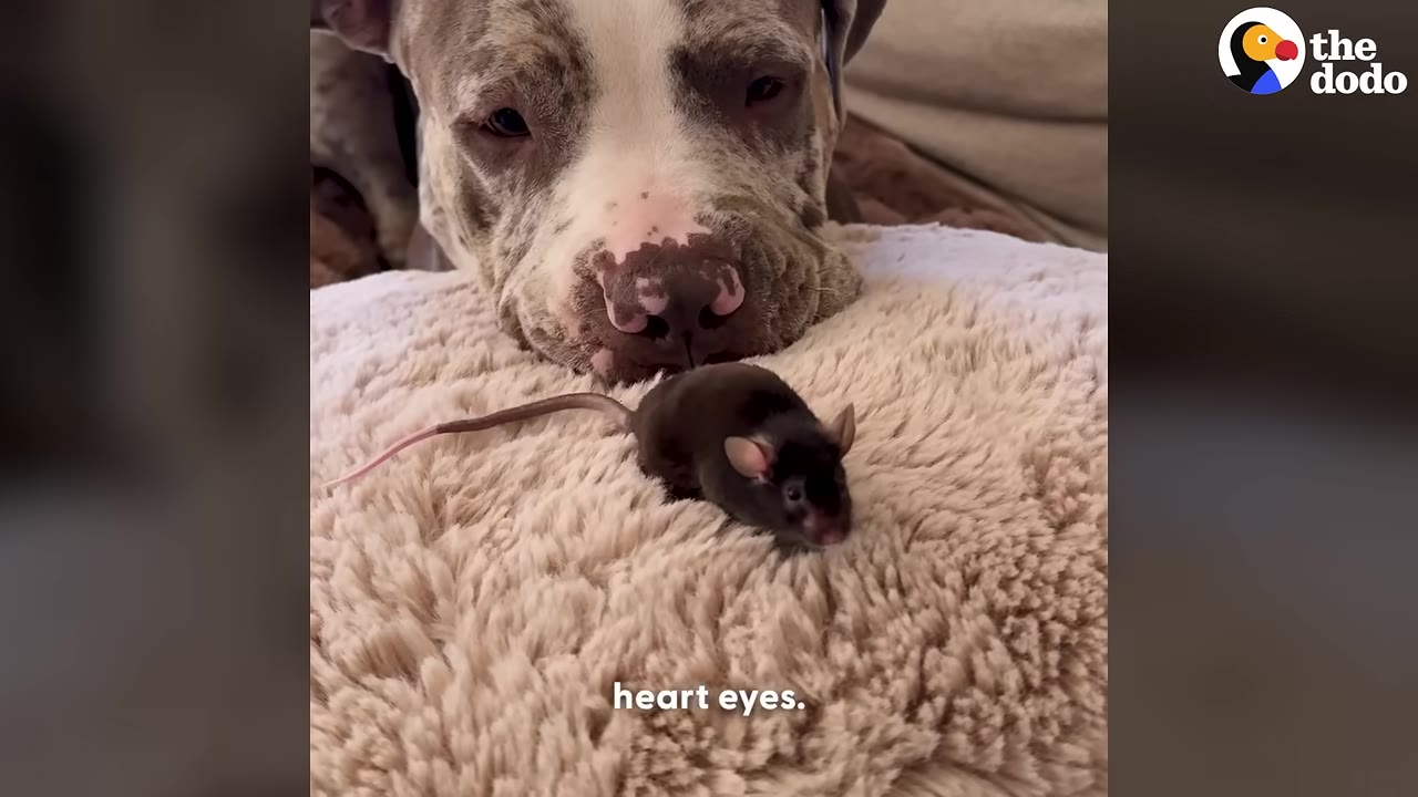 A small dark brown mouse sits on a fluffy beige cushion in front of a large grey and white dog's nose.