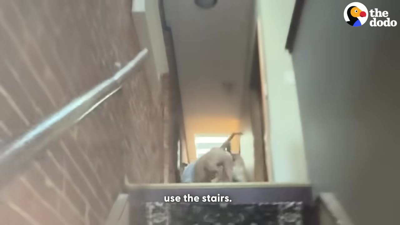 A tan puppy wearing a light blue shirt stands at the top of a carpeted staircase looking down.