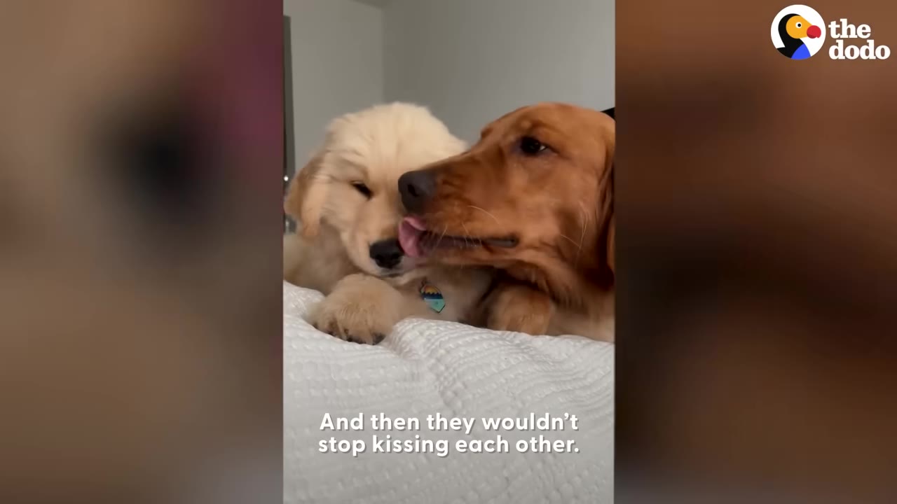 An older golden retriever gently licks the face of a golden retriever puppy as they cuddle together on a white blanket.