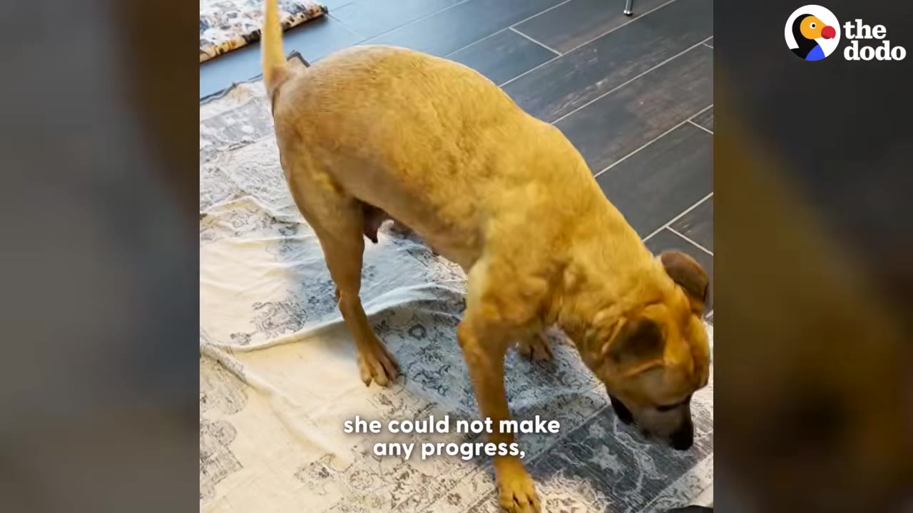 A tan dog stands on a rug over a tiled floor, looking down with a slightly hunched posture.