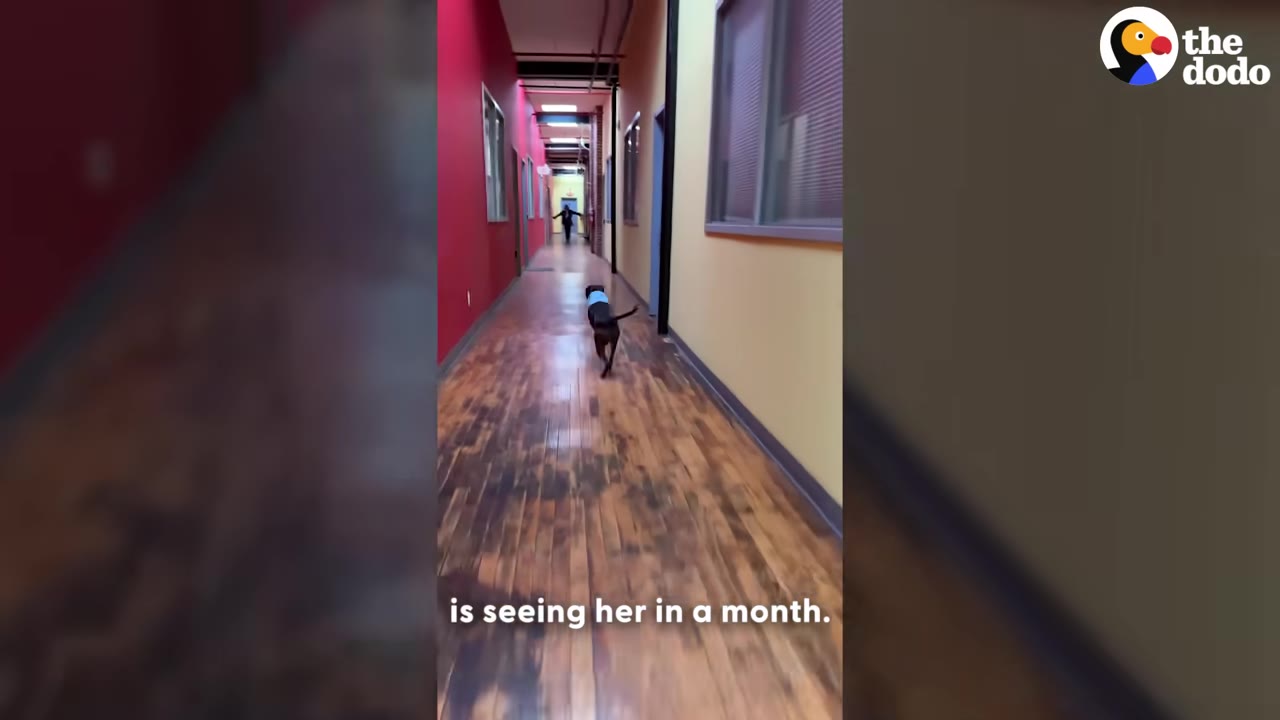 A brown dog wearing a blue bandana runs down a long hallway with wooden floors towards a person standing at the far end.