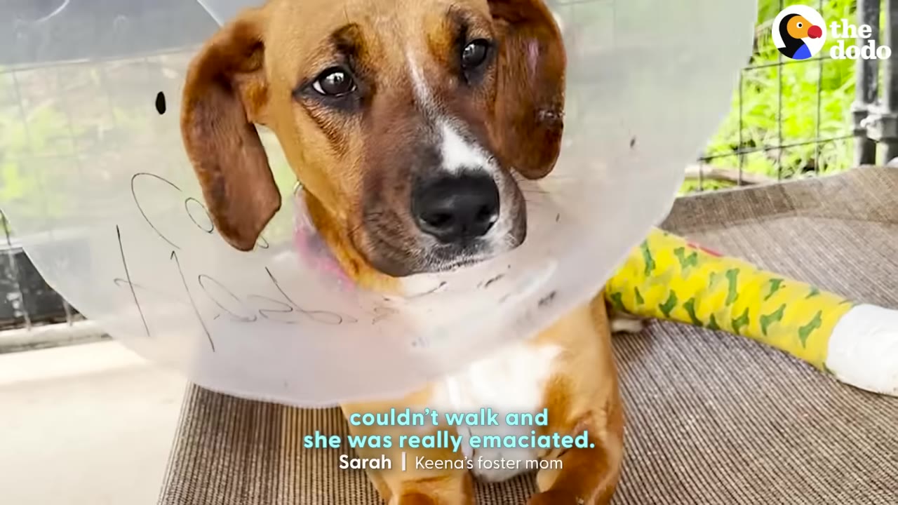 A brown and white dog wearing a plastic protective cone and a yellow patterned leg cast looks directly at the camera while lying down.