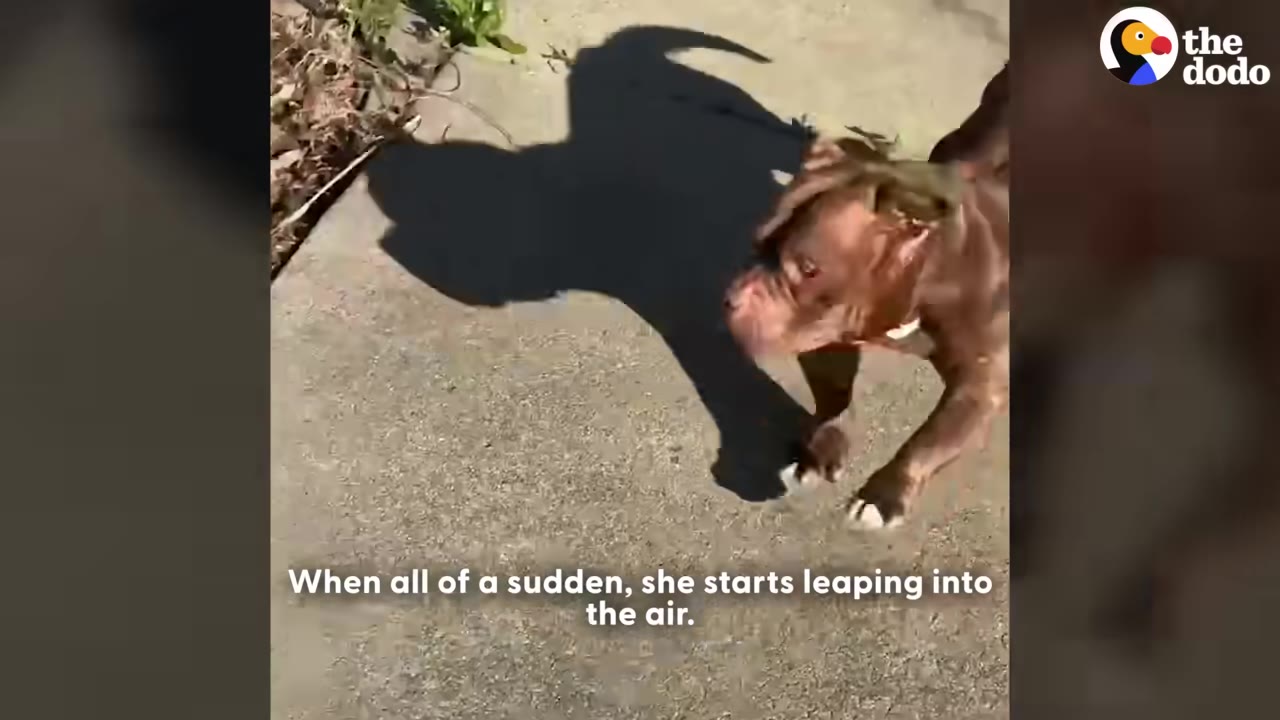 A brown dog outside on a sunny day, casting a shadow on a concrete path as she leaps.