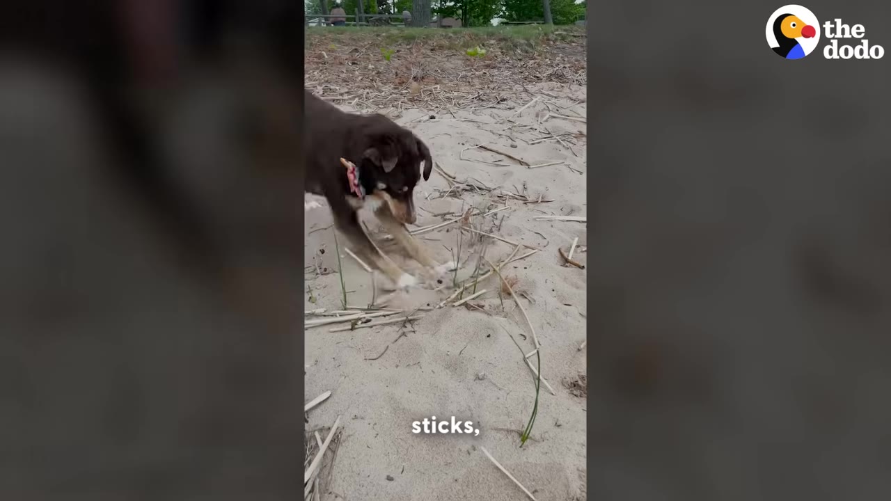 A brown and white dog uses its front paws to push and dig at sticks in the sand.