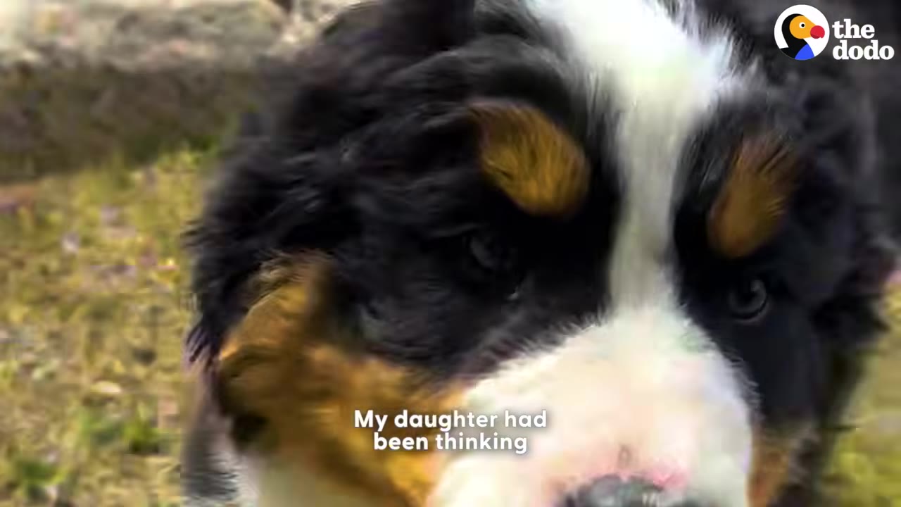 A close-up shot of a Bernese Mountain Dog puppy looking directly at the camera.