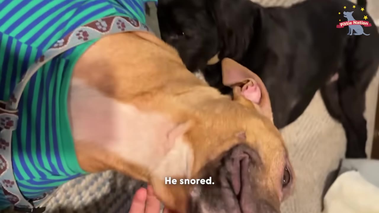 A tan dog wearing a green and blue striped shirt lies on its side, snoring, while a black dog stands nearby.