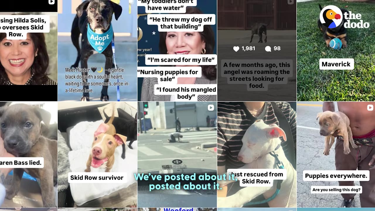 A collage of social media posts featuring various dogs, people, and text overlays about animal rescue efforts on Skid Row.
