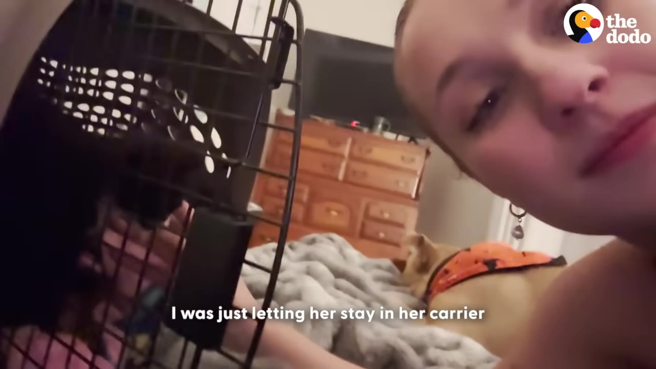 A woman looks toward the camera next to a pet carrier on a bed, with a dog resting in the background.