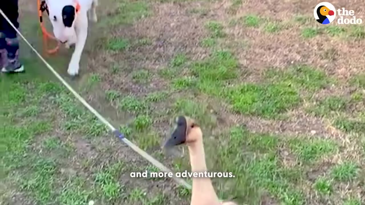 A brown goose walks on a grassy path with a white dog with a black eye patch following behind on a leash.