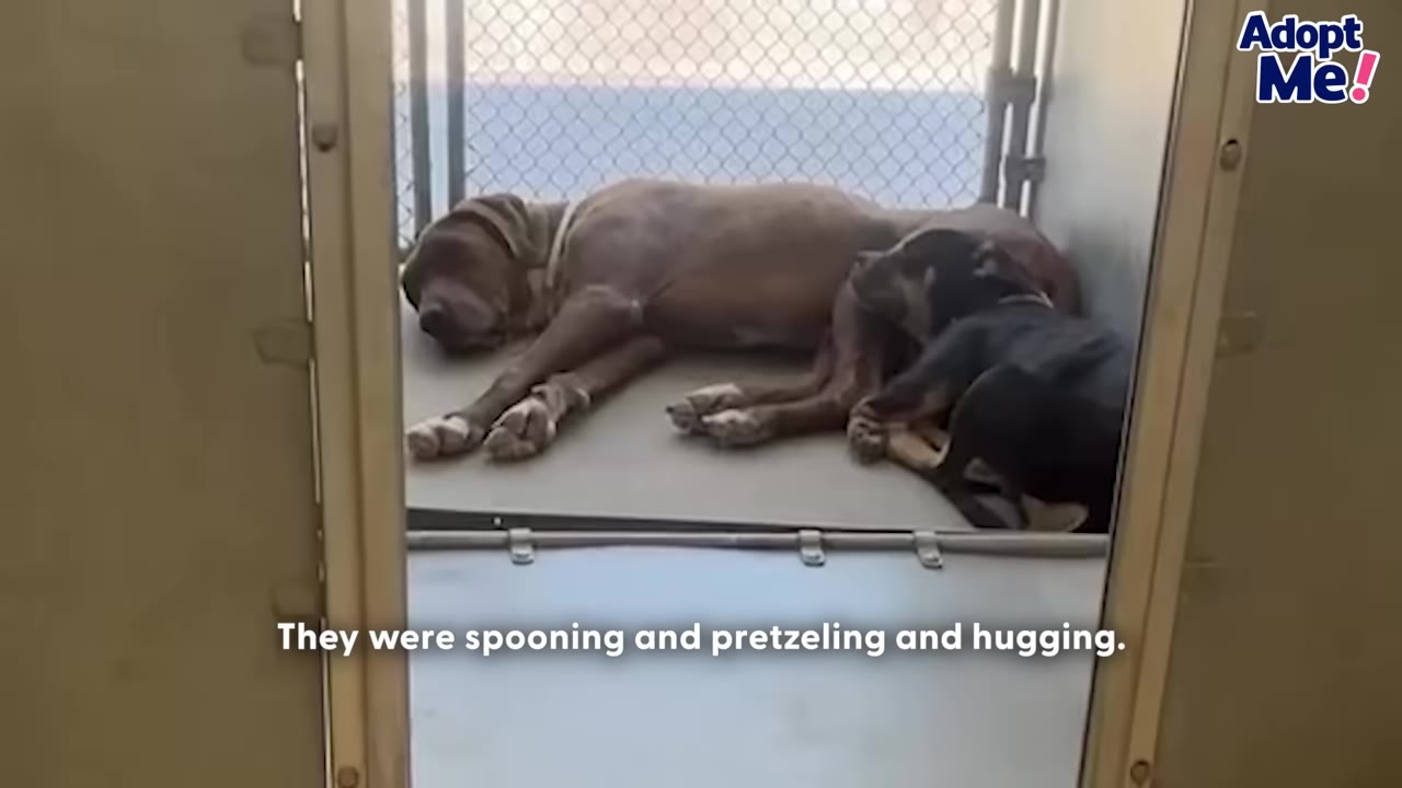 Two dogs, one larger brown dog and one smaller black and tan dog, sleeping curled up together inside a shelter kennel.