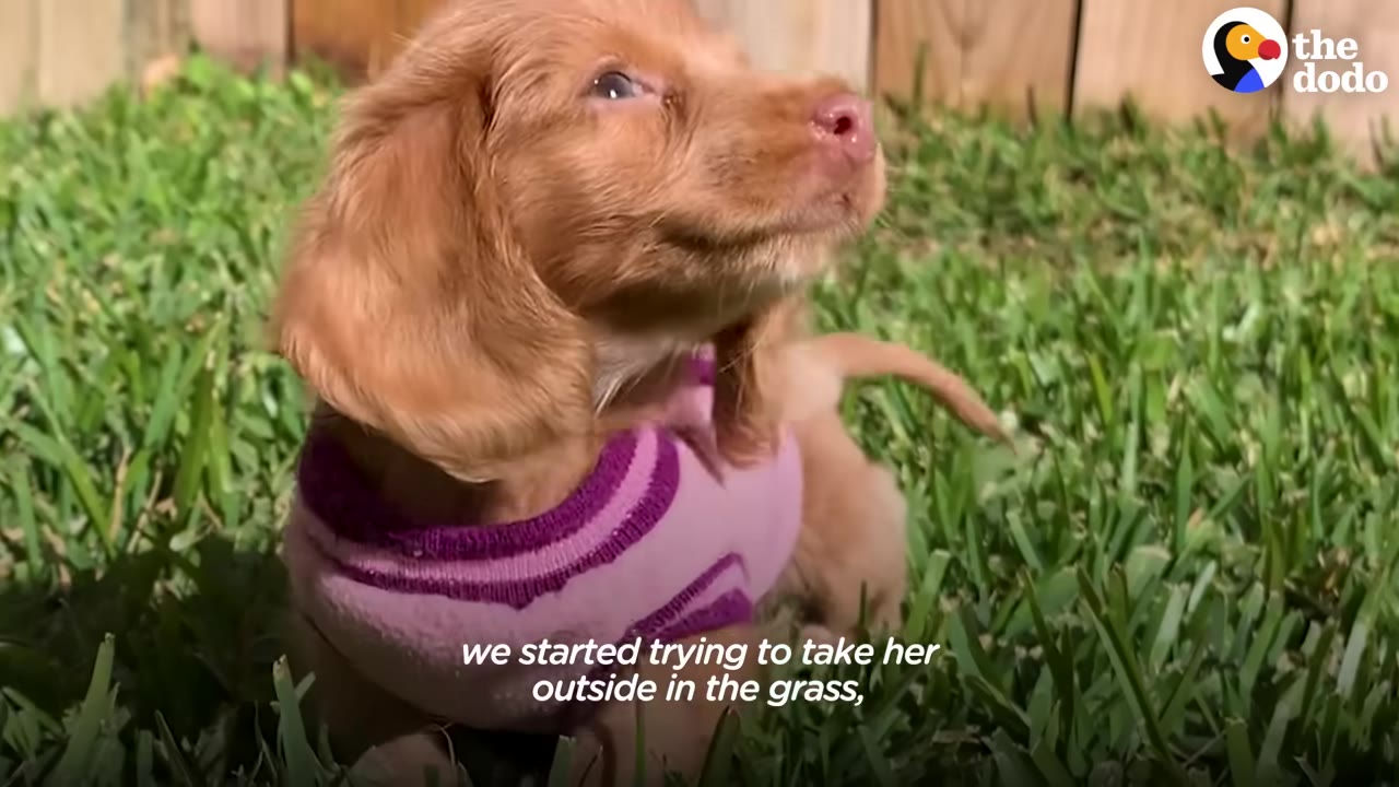 A small brown puppy wearing a pink and purple sweater sits in green grass, looking up with a curious expression.