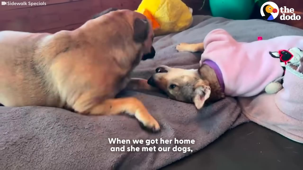 A small brown dog wearing a pink sweater lies on a gray dog bed next to another brown dog.