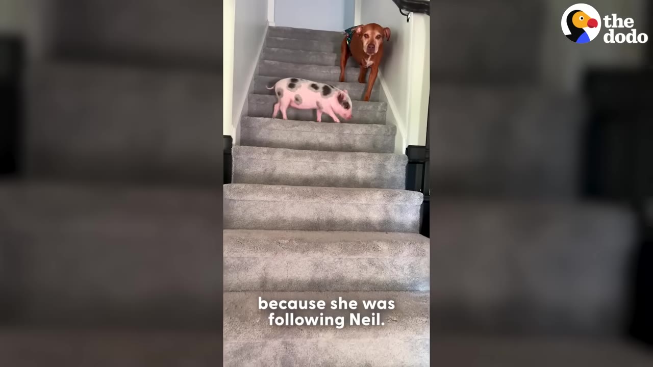 A small spotted piglet walks down carpeted stairs, followed closely by a brown dog.
