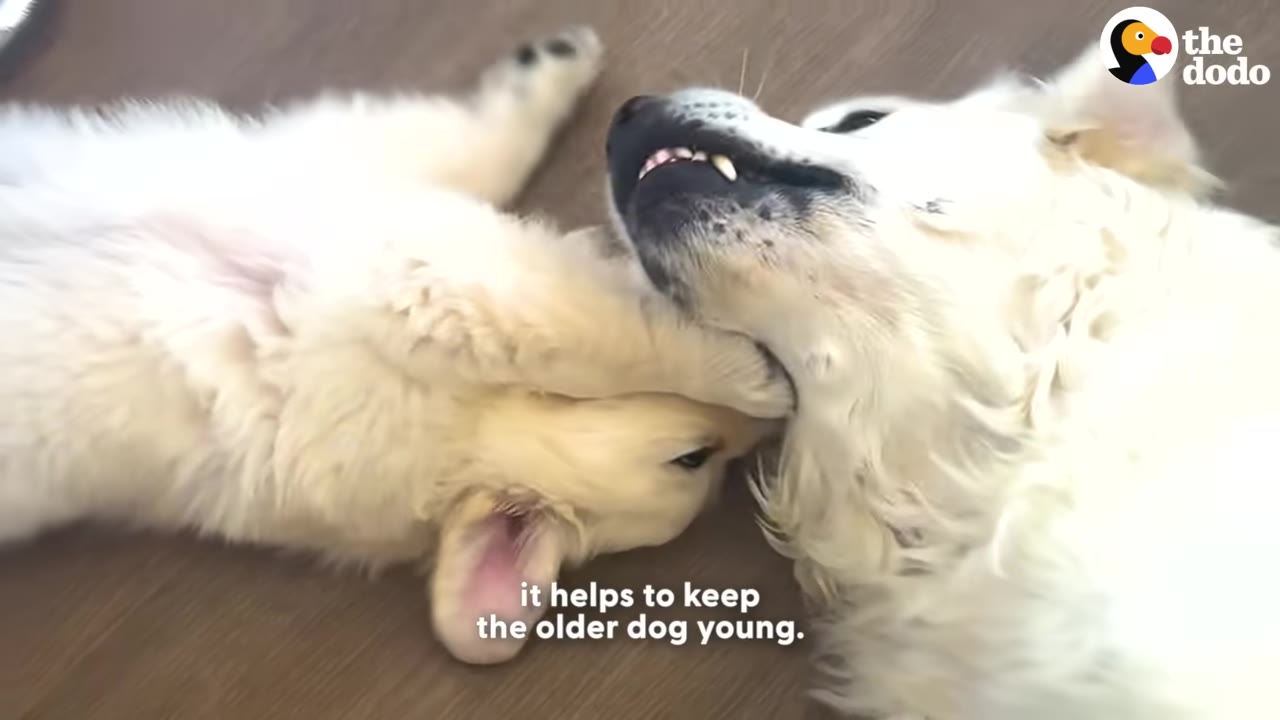A golden retriever puppy playfully bites the neck of an older white golden retriever as they lie together on a wooden floor.
